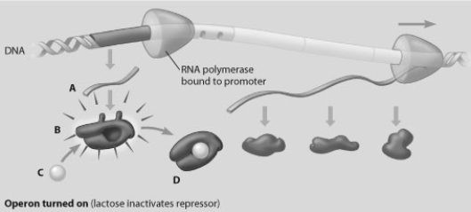 <strong>In this drawing of the lac operon, which molecule is an inactive repressor? </strong> A) molecule A B) molecule B C) molecule C D) molecule D