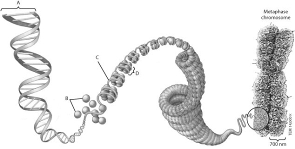 <strong>Which structure in this figure shows one complete nucleosome? </strong> A) structure A B) structure B C) structure C D) structure D