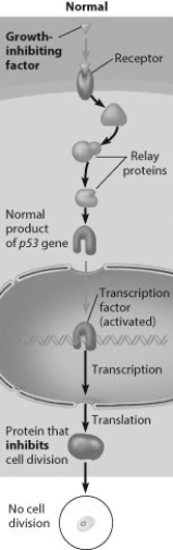 The figure below shows a normal cell transduction pathway. If the receptor weren't there, which of the following is the most likely outcome?
