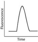 <strong>After reading the paragraph below, answer the questions that follow. While DNA microarrays can be used to determine whether or not a gene is expressed in a cell, quantitative polymerase chain reaction (qPCR) can be used to specifically quantify the extent of gene expression in cells and tissues. To perform qPCR, mRNA is extracted from cells and reverse transcribed to complementary DNA (cDNA). Using fluorescent DNA molecules that recognize specific gene sequences and DNA polymerase, copies of the gene sequence of interest are made. After the copies are made, a fluorescent detector measures the intensity of the fluorescent signal, which is proportional to the number of mRNA transcripts in the cell and corresponds to the level of gene expression in the cell. A pancreatic cell normally produces low levels of the protein insulin, but after a meal it produces large levels of insulin before returning to its initial state. Which of the following figures would represent qPCR data obtained from a pancreatic cell that went through this cycle?</strong> A) B) C) D)