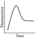<strong>After reading the paragraph below, answer the questions that follow. While DNA microarrays can be used to determine whether or not a gene is expressed in a cell, quantitative polymerase chain reaction (qPCR) can be used to specifically quantify the extent of gene expression in cells and tissues. To perform qPCR, mRNA is extracted from cells and reverse transcribed to complementary DNA (cDNA). Using fluorescent DNA molecules that recognize specific gene sequences and DNA polymerase, copies of the gene sequence of interest are made. After the copies are made, a fluorescent detector measures the intensity of the fluorescent signal, which is proportional to the number of mRNA transcripts in the cell and corresponds to the level of gene expression in the cell. A pancreatic cell normally produces low levels of the protein insulin, but after a meal it produces large levels of insulin before returning to its initial state. Which of the following figures would represent qPCR data obtained from a pancreatic cell that went through this cycle?</strong> A) B) C) D)