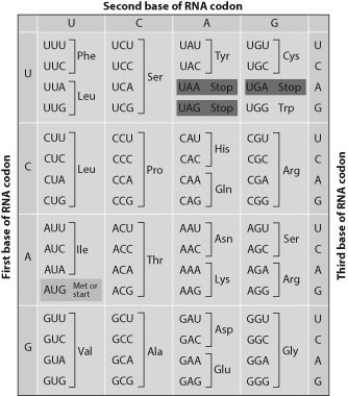 -Examine the following two DNA sequences. Sequence 1: ATGCGATGCTAGCAT Sequence 2: ATGCGATGATAGCAT If both of these sequences code for proteins, how might the function of protein 2 differ from the function of protein 1? Use the genetic code shown for assistance.
