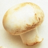 Identify the following mushrooms. Write the mushroom's name next to the photograph. _____________________
