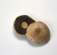 Identify the following mushrooms. Write the mushroom's name next to the photograph. _____________________