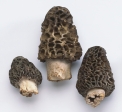 Identify the following mushrooms. Write the mushroom's name next to the photograph. ____________________
