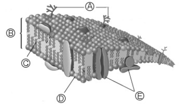 <strong>Answer the question(s) that follow about the diagram shown below. Which of the following is NOT a lipid?</strong> A) oleic acid B) cholesterol C) carnuba wax D) DNA E) lecithin