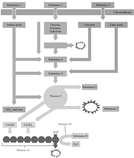 In this figure depicting the Stages of Metabolism taken from your text, identify the metabolic substance numbered. Substance 8