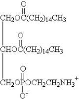 <strong> </strong> A)glycerophospholipid B)triacylglycerol C)fatty acid D)steroid E)wax