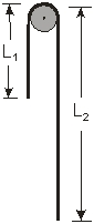 Use the figure to the right for the next problem. A flexible rope of mass m and length L = L<sub>1</sub> + L<sub>2</sub>, hangs over a frictionless peg, as shown in the figure -What is the speed of the rope when it just slides off the peg?