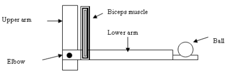 <strong> A 6.0-kg ball is held in the hand with the lower arm making a 90-degree angle with the upper arm. The lower arm and hand have a combined mass of 2.5 kg and a center of mass 18 cm from the elbow joint. The ball is 40 cm from the elbow joint. If the biceps muscle is 12 cm from the center-of-mass point of the lower arm and hand, calculate the force that the biceps muscle must exert in order to keep the lower arm and hand horizontal.</strong> A) 466 N B) 48.0 N C) 392 N D) 233 N E) none of the above