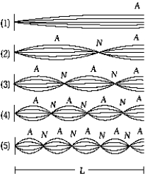 <strong> The figure represents a wire of length L, fixed at both ends, vibrating in several harmonics. The 7th harmonic is shown in</strong> A) 1 B) 2 C) 3 D) 4 E) 5