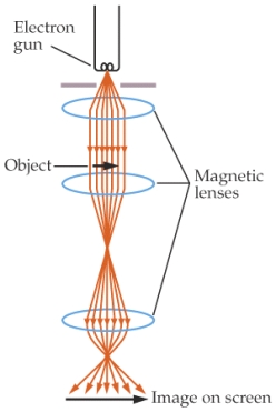 <strong> For the top magnetic lens, the direction of the magnetic field needed to deflect the electrons is </strong> A) 1 B) 2 C) 3 D) 4 E) 5