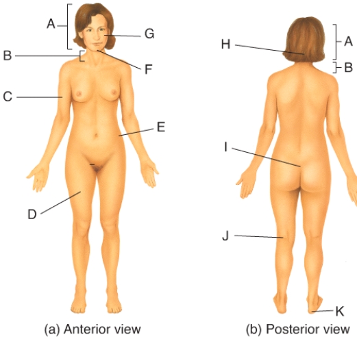 <strong>Where on the diagram is the sacral area? </strong> A)C B)D C)E D)I E)J