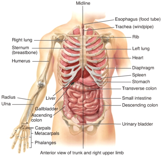 <strong>The stomach is ____ to the urinary bladder. </strong> A)lateral B)medial C)distal D)inferior E)superior