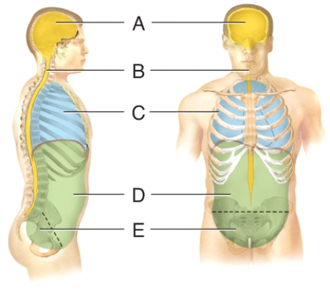 <strong>Which cavity contains the internal organs of reproduction? </strong> A)(a) B)(b) C)(c) D)(d) E)(e)