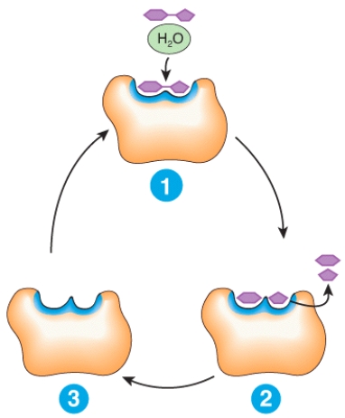 Describe what is happening at places 1,2 and 3 in the diagram.  <div style=padding-top: 35px> 