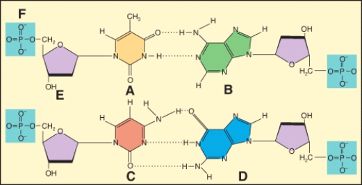 Which of the labeled structures are found in DNA but not RNA????1 A?2 B?3 C?4 E