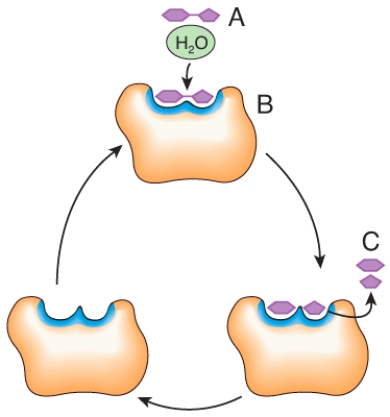 <strong>In the diagram,what would happen to the concentration of C if the concentration of A increases?  </strong> A)increases B)decreases C)no change <div style=padding-top: 35px> 