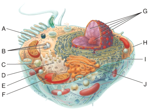 <strong>In the diagram,which organelle aids movement of the cell? </strong> A)A B)G C)H D)D E)I