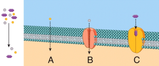 <strong>In the diagram,which one represents carrier-mediated facilitated diffusion? </strong> A)A B)B C)C D)Both A and C E)Both B and C