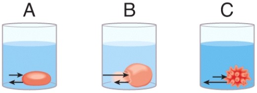 <strong>In the diagram,which one represents a hypertonic solution </strong> A)A B)B C)C D)Both B and C E)All of these choices are correct.