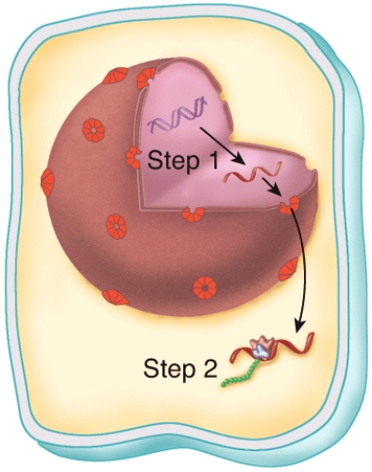 <strong>What does this figure represent? </strong> A)fluid mosaic model of the plasma membrane B)cytokinesis C)mitosis D)gene expression E)organelle digestion