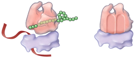 <strong>Where would this process occur? </strong> A)nucleus B)cytoplasm C)smooth endoplasmic reticulum D)All of these choices are correct. E)None of these choices are correct.