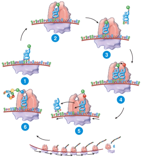 Describe briefly what is occurring at each step in the figure.