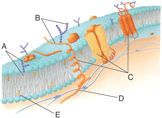<strong>What structural component of the membrane is labeled (D)in the diagram? </strong> A)glycoprotein B)integral protein C)channel protein D)glycolipid E)peripheral protein