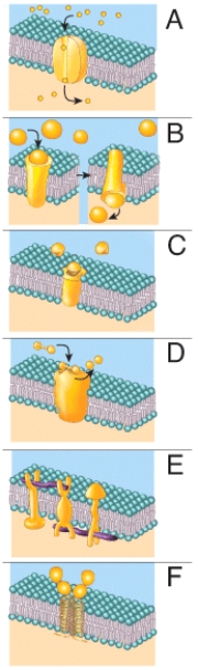 <strong>Which of the following shows catalysis of a reaction outside a cell at its surface? </strong> A)B B)C C)D D)A E)E
