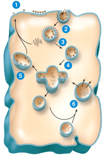 Which of the following is the correct sequence of events in receptor-mediated endocytosis shown in the figure?