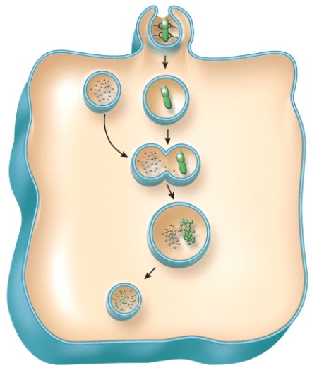 Which of the following is the correct sequence of events in phagocytosis shown in the figure?