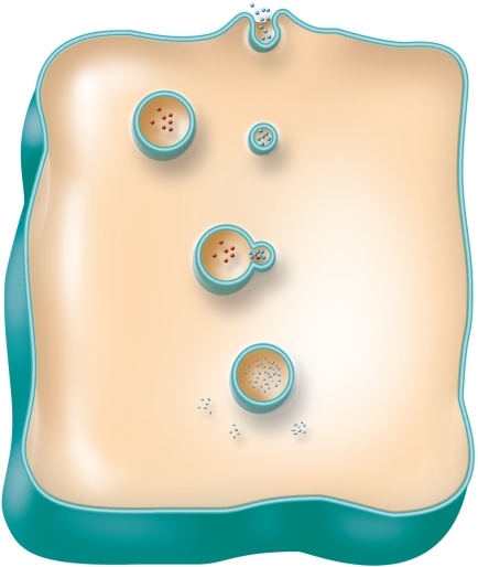Which of the following is the correct sequence of events in bulk-phase endocytosis shown in the figure?