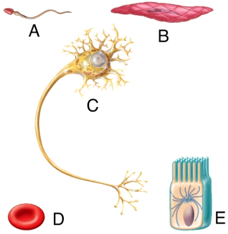 Which of the cells in the diagram contains structural adaptations that increase surface area for absorption? 1 B 2 C 3 D 4 E