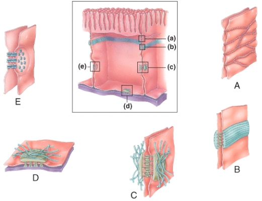 <strong>In the diagram shown below,which cellular junction is a tight junction? </strong> A)A B)B C)C D)D E)E