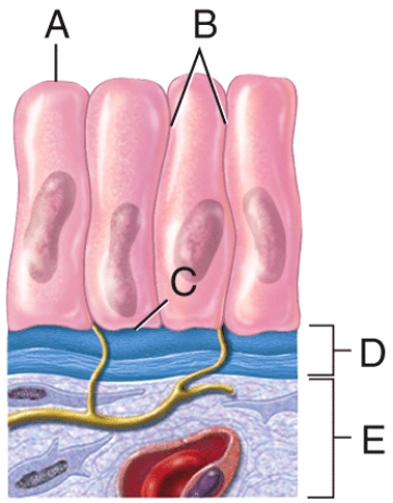 <strong>In the diagram shown below,where is the basal surface of the epithelial cell? </strong> A)A B)B C)C D)D E)E
