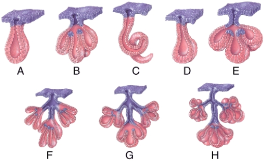 <strong>Which of the diagrams in the figure below represents a compound tubuloacinar exocrine gland? </strong> A)D B)E C)F D)G E)H