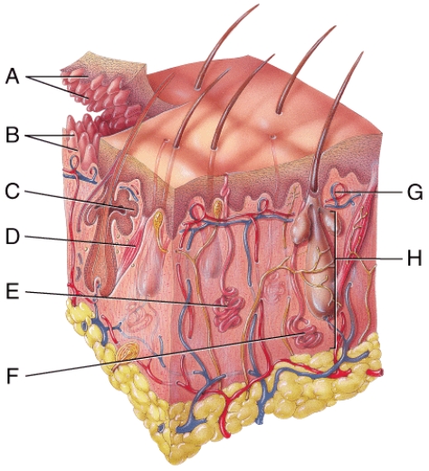 <strong>In the diagram of skin shown below,which labeled structure generates fingerprints? </strong> A)A B)B C)G D)H E)None of these answer choices are correct.