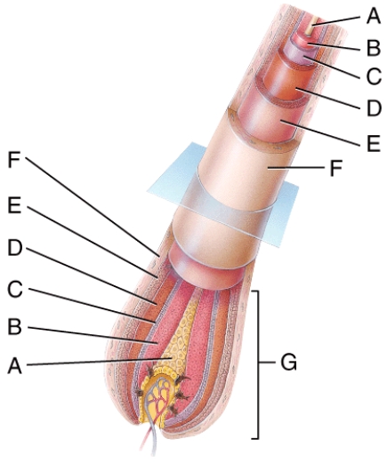 <strong>In the diagram of a hair root shown,where is the cuticle of the hair? </strong> A)A B)B C)C D)D E)E