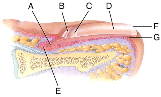 <strong>In the figure of a sagittal section of a fingernail shown,where is the lunula? </strong> A)A B)B C)C D)D E)E