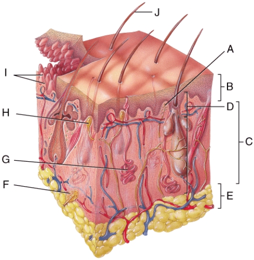 <strong>Which structures are dermal papillae? </strong> A)A B)F C)G D)H E)I