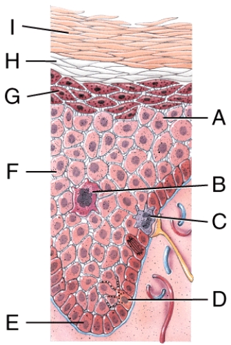 <strong>Which structure in the figure produces a protein that helps protect the skin and underlying tissues from heat,microbes and chemicals? </strong> A)A B)B C)C D)D E)E