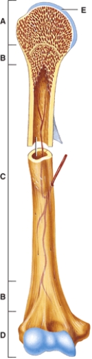 <strong>Where in the diagram can you find red bone marrow in an adult? </strong> A)D B)A and B C)A and C D)C E)E
