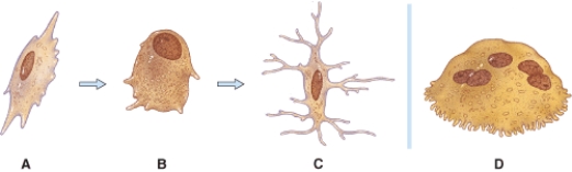 <strong>Which bone cell in the diagram below is an osteogenic cell? </strong> A)A B)B C)C D)D