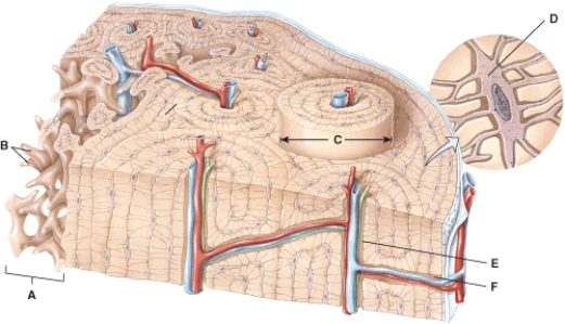 <strong>In the diagram,where is the trabeculae? </strong> A)B B)C C)D D)E E)F