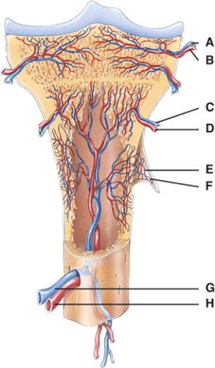 <strong>In the diagram,where is the epiphyseal vein? </strong> A)A B)B C)C D)D E)E