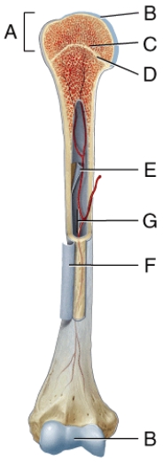 <strong>Where in the diagram is articular cartilage located? </strong> A)B B)C C)D D)E E)G