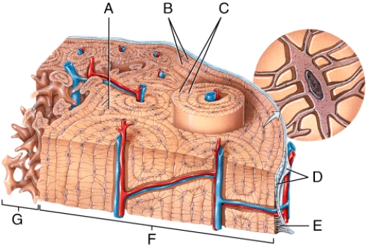 <strong>Which of the following labeled structures in the diagram are concentric lamellae? </strong> A)A B)B C)C D)D E)G