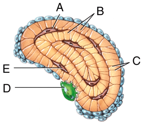 <strong>Which labeled structure in the figure is a lacuna? </strong> A)A B)B C)C D)D E)E