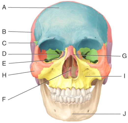 <strong>In the diagram,where is the ethmoid bone? </strong> A)A B)B C)C D)D E)E